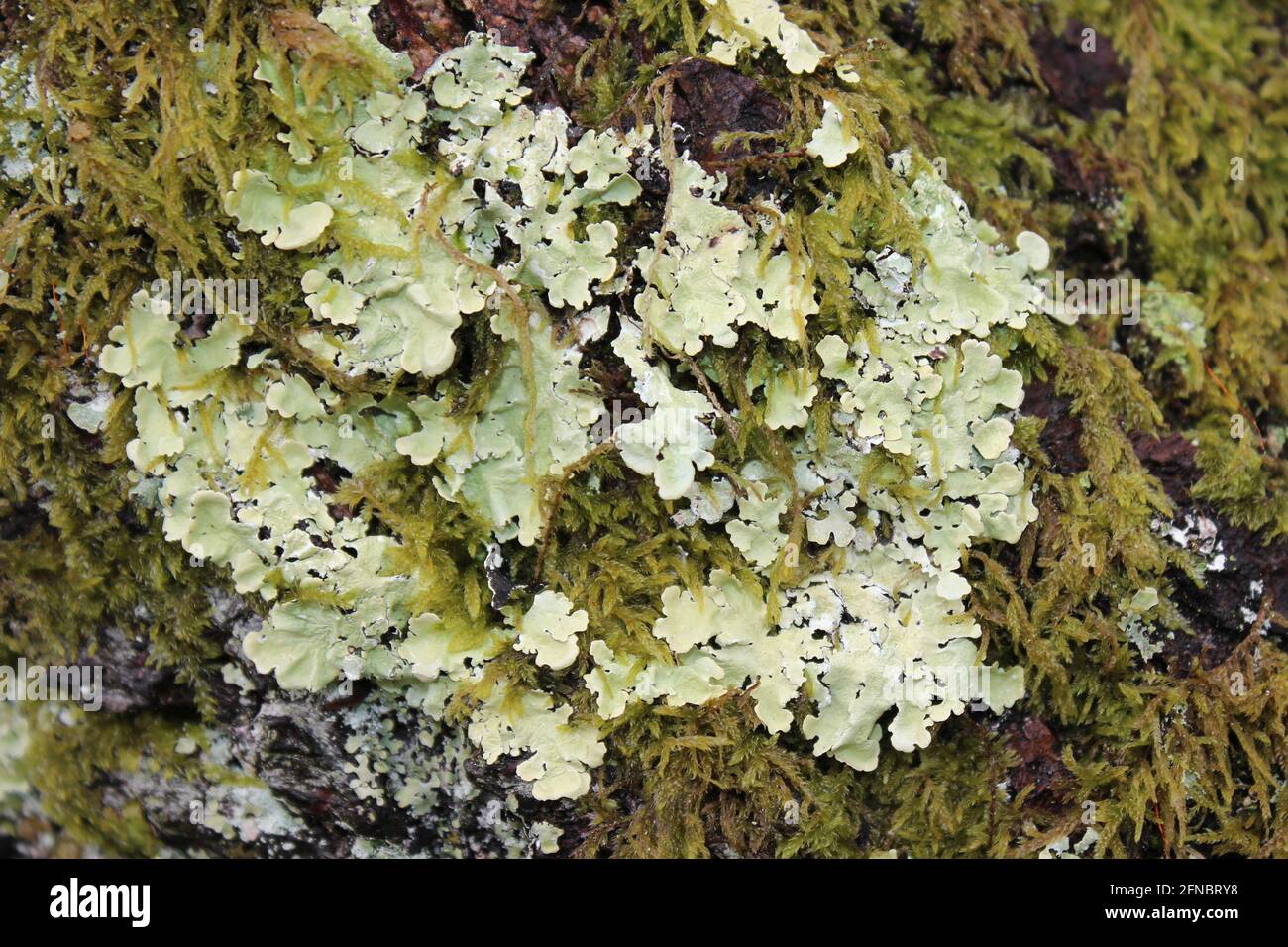 Lichen Growing On A Tree Trunk At Coedydd Aber National Nature Reserve, Gwynedd, Wales Stock Photo