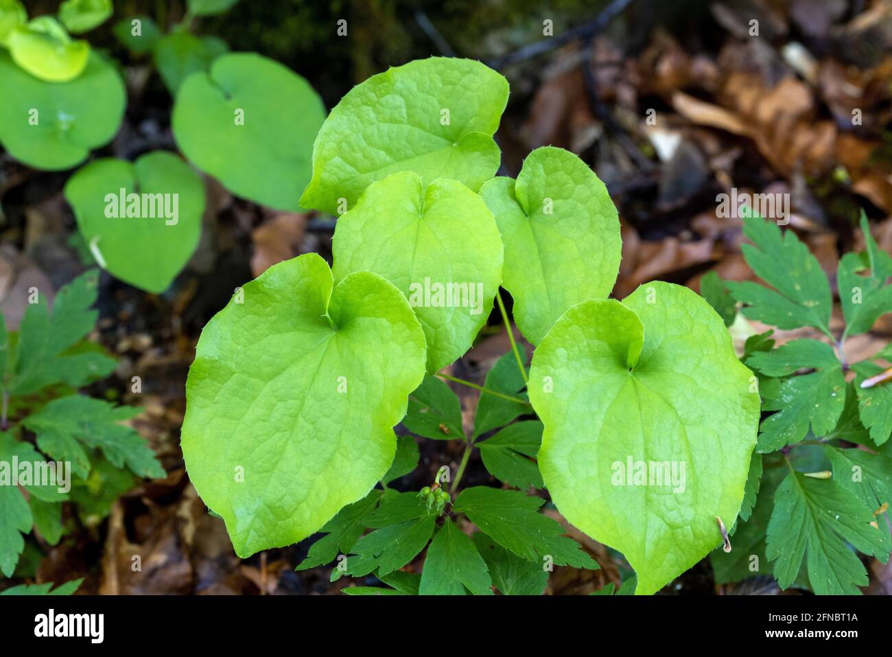 Leaves of Epimedium alpinum, the alpine barrenwort in the forest Stock Photo