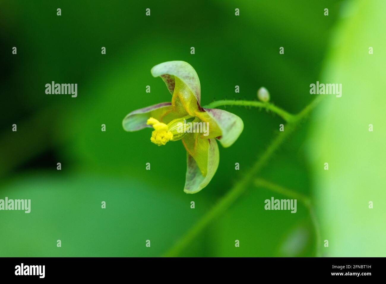 The flower of Epimedium alpinum, the alpine barrenwort in the forest Stock Photo