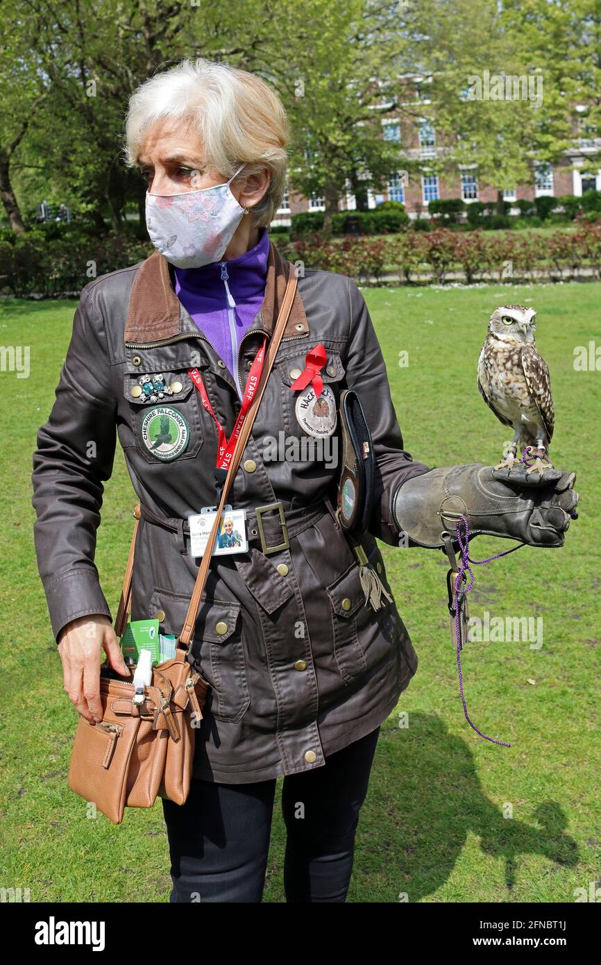 Handler from Cheshire Falconry with Burrowing Owl (Athene cunicularia) at Liverpool University Wellbeing Week Event Stock Photo