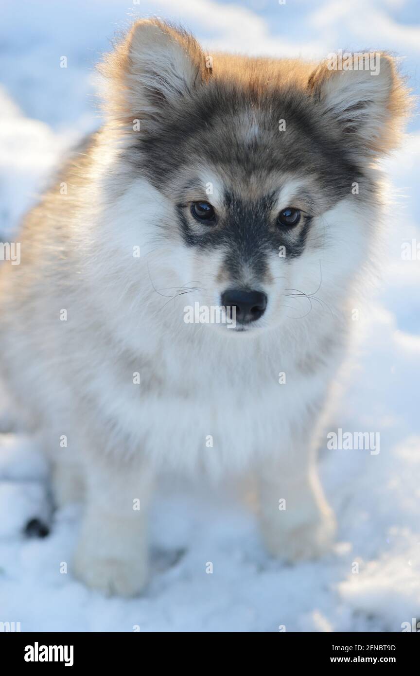 Portrait of a young puppy Finnish Lapphund dog in winter season Stock ...