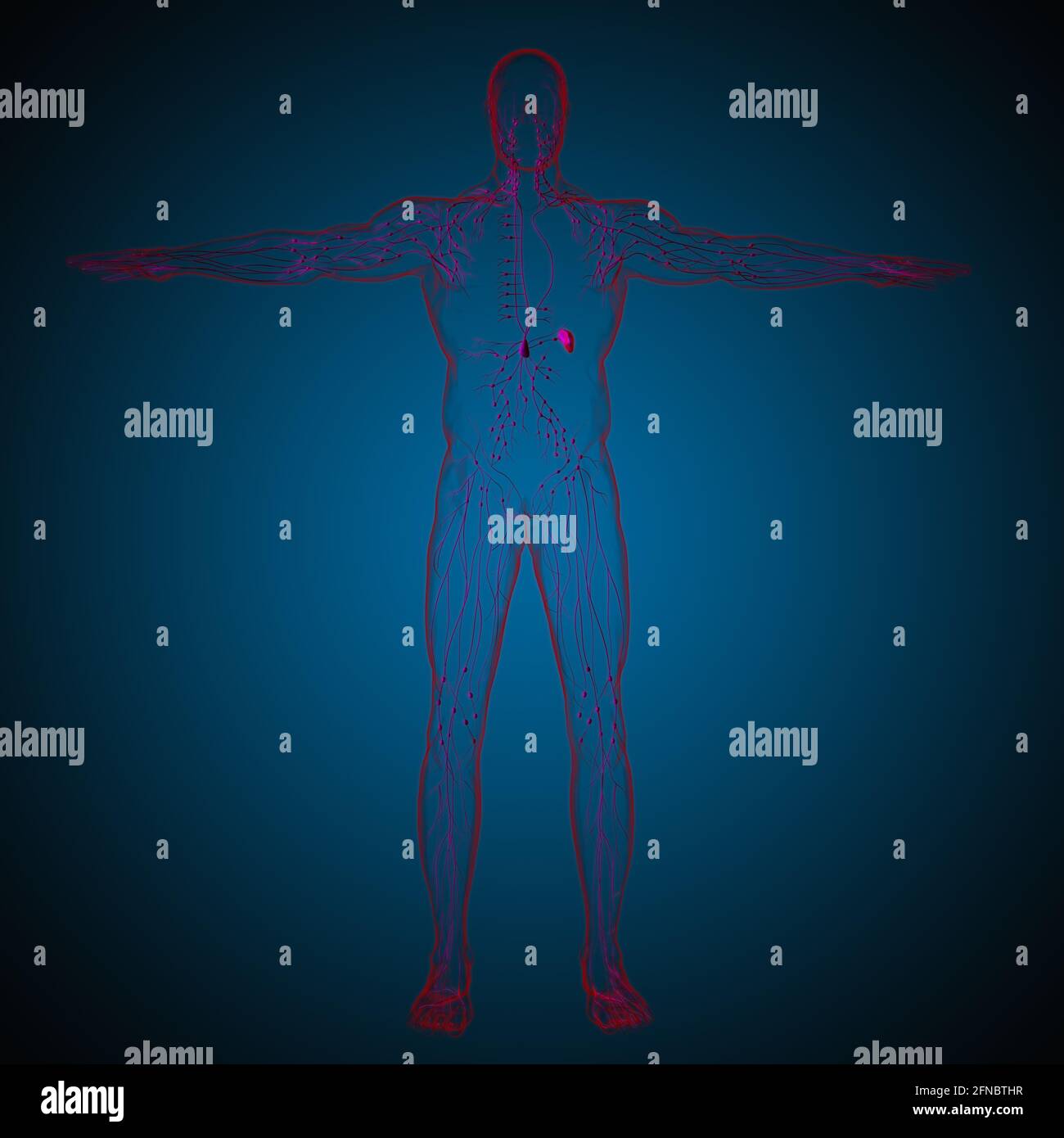 Human Lymph Nodes Anatomy For Medical Concept 3D Illustration Stock ...