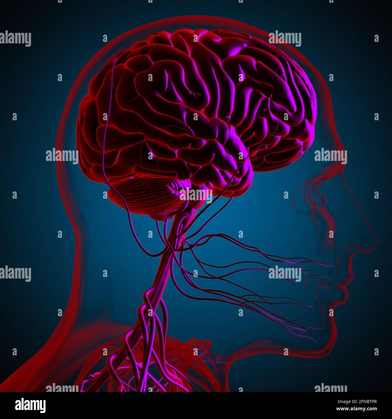 Human Brain Anatomy For Medical Concept 3D Illustration Stock Photo - Alamy