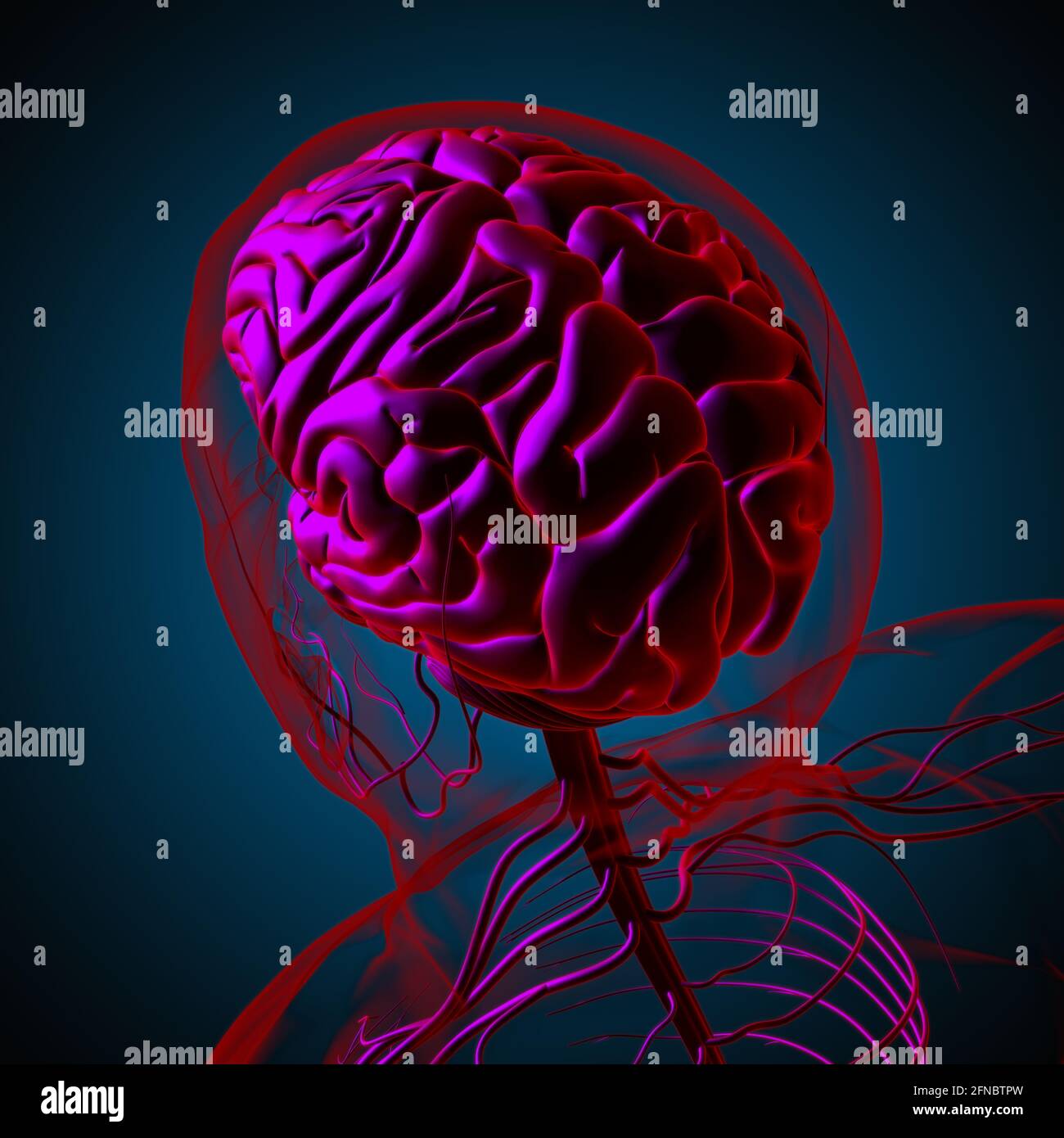 Human Brain Anatomy For Medical Concept 3D Illustration Stock Photo - Alamy