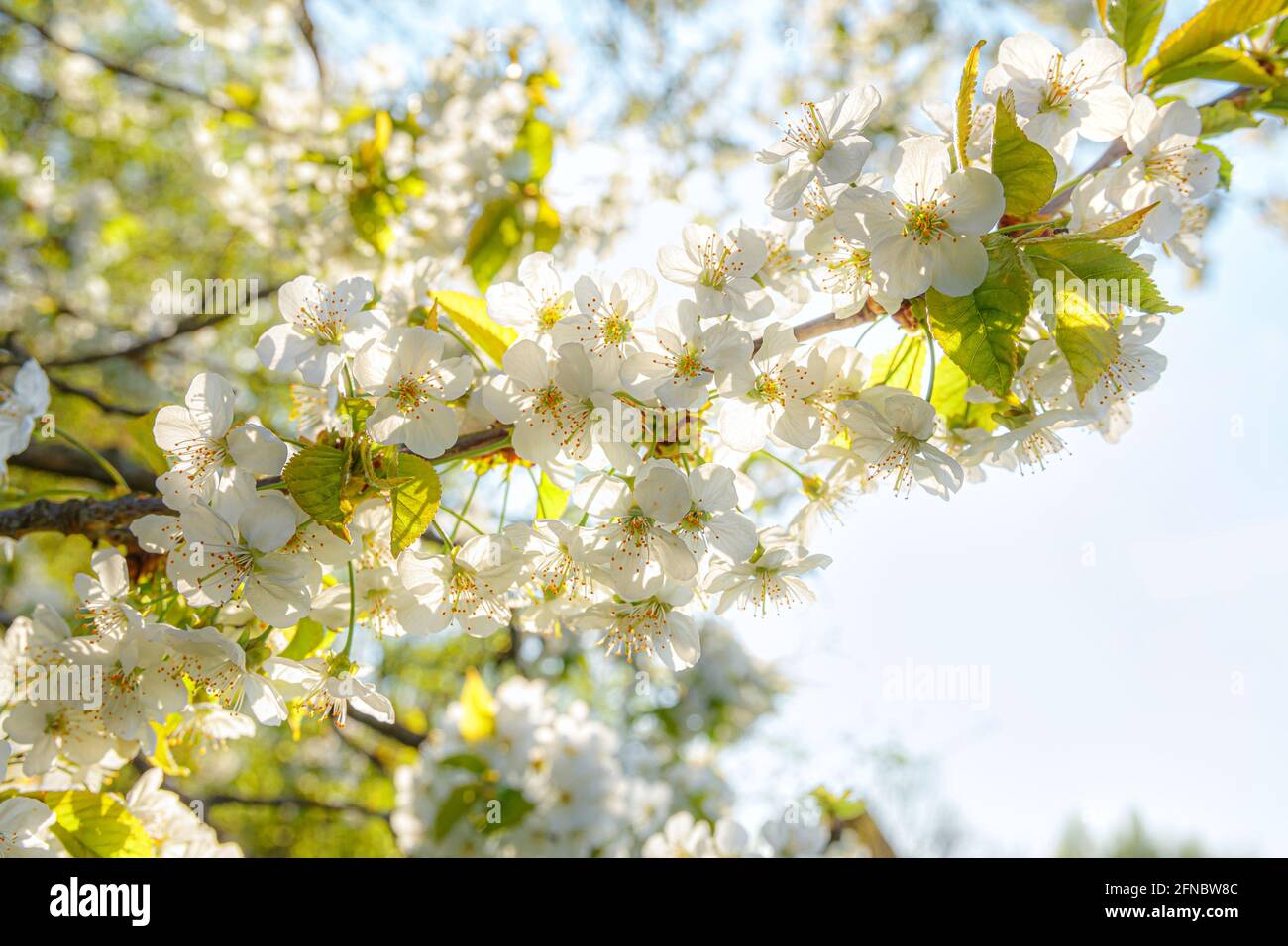Sun rays cherry blossom garden hi-res stock photography and images - Alamy