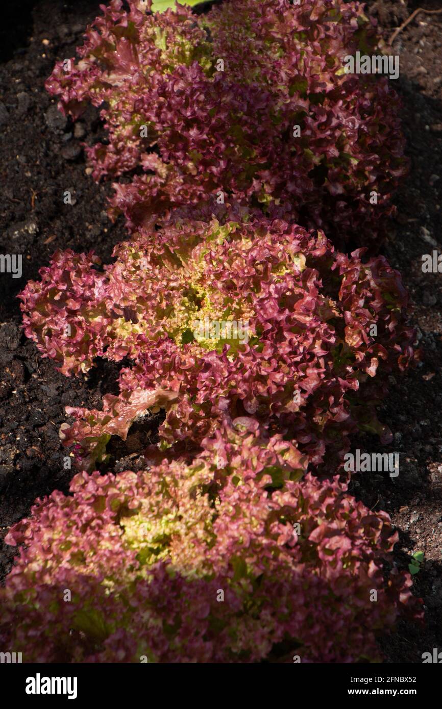 Salad Lollo Rosso on beds in a row Growing herbs in the greenhouse Stock Photo