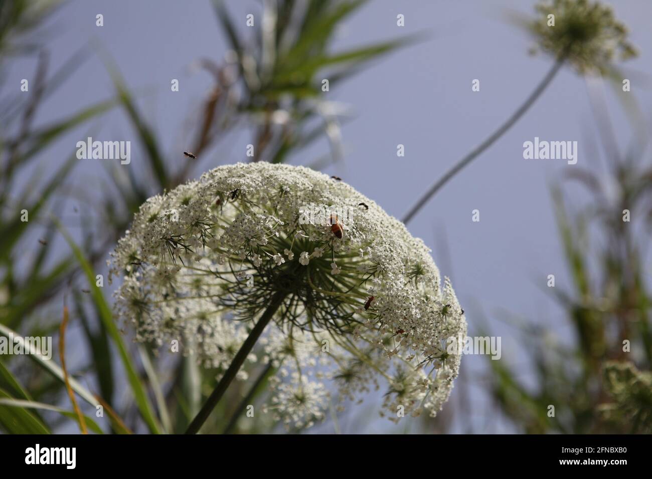 Bee and other insects sit on a Wild Carrot or Queen Anne's Lace named in Latin Daucus Carota from the Apiaceae family, more bees fly above the flower Stock Photo