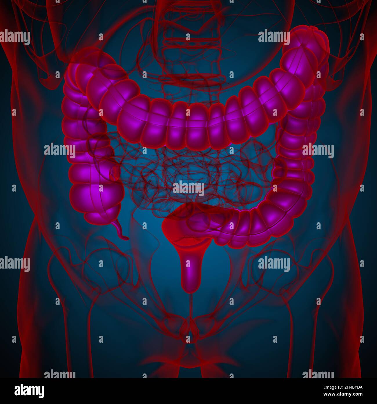 Large Intestine 3D Illustration Human Digestive System Anatomy For
