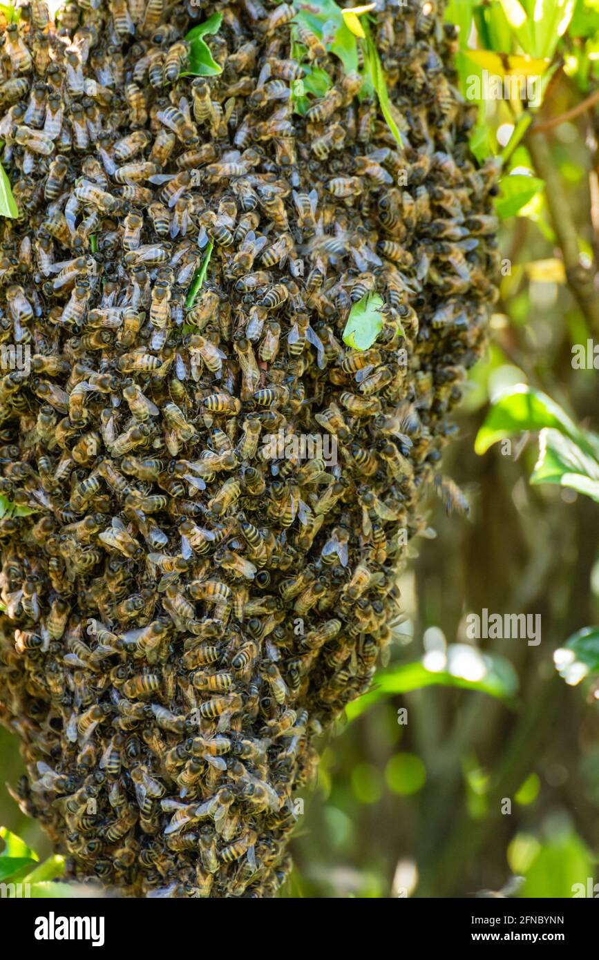 vertical photograph of a swarm of honeybees in a laurel bush in a suburban garden Stock Photo