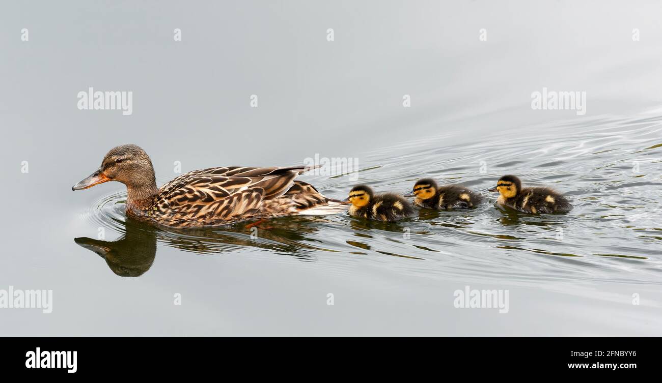 Three young Mallard (Anas platyrhynchos) ducklings, swim in a line behind their mother. These ducklings are just a few days old Stock Photo