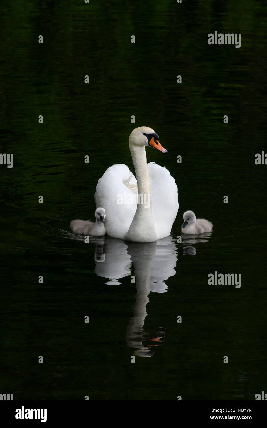 Beautiful Mute Swan (Cygnus olor) in classic pose along with with two cygnets Stock Photo