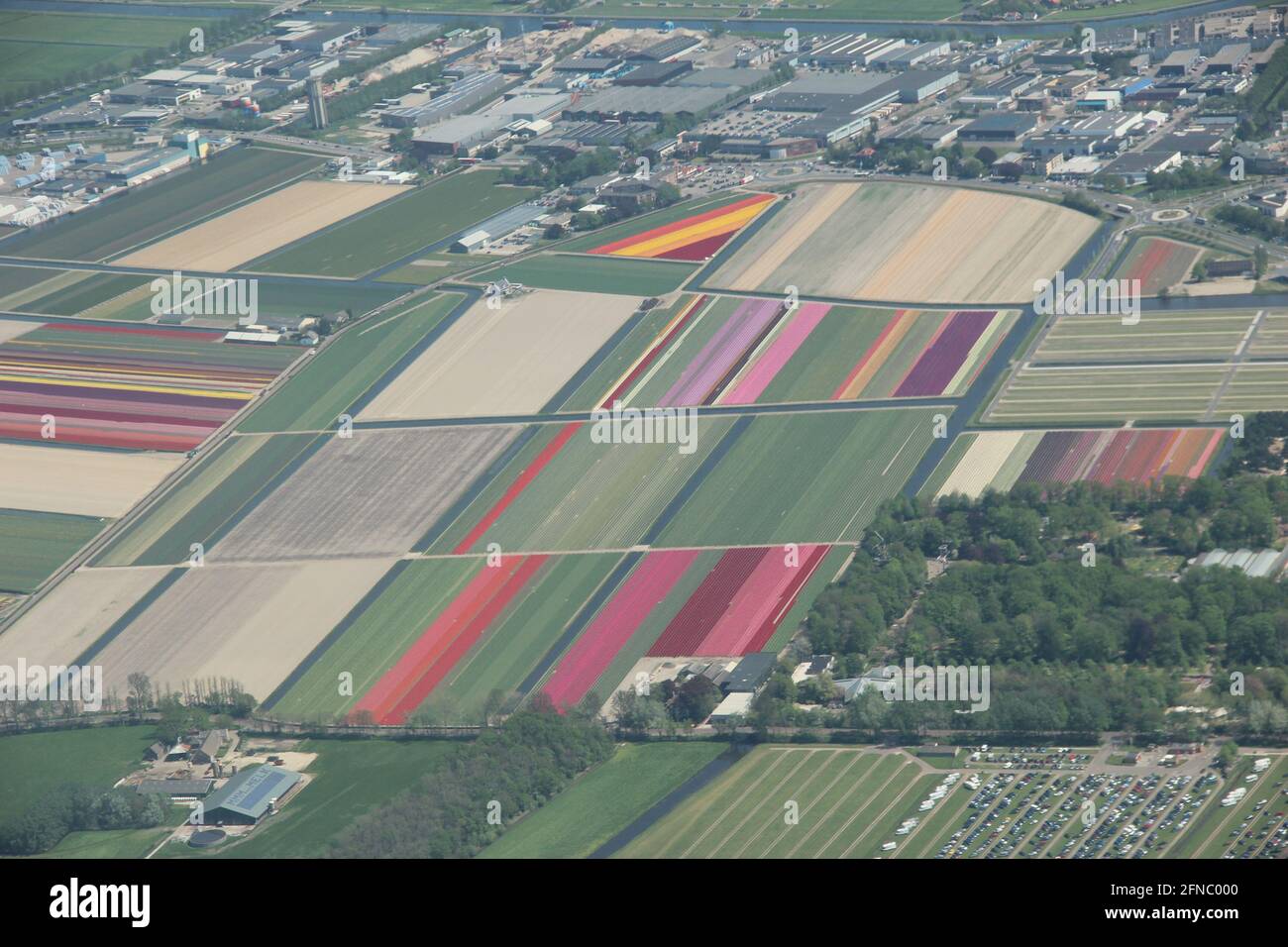 Colourful tulip fields in farm land in the Netherlands Stock Photo