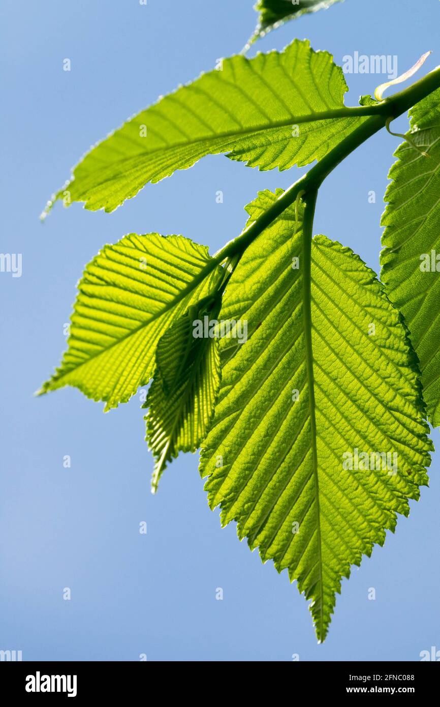 Ulmus leaves Ulmus glabra Wych elm leaf Spring foliage Stock Photo