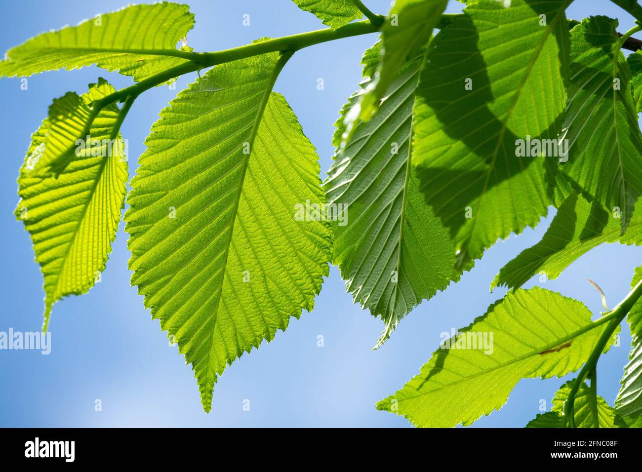 Wych elm Leaves Ulmus glabra Stock Photo