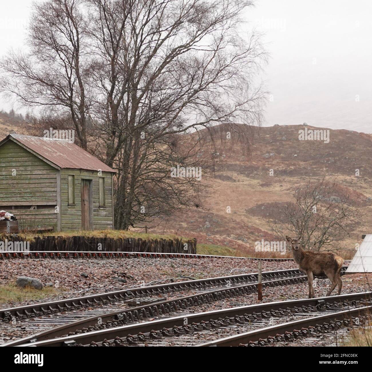 Deer crossing railway at Rannoch station Stock Photo