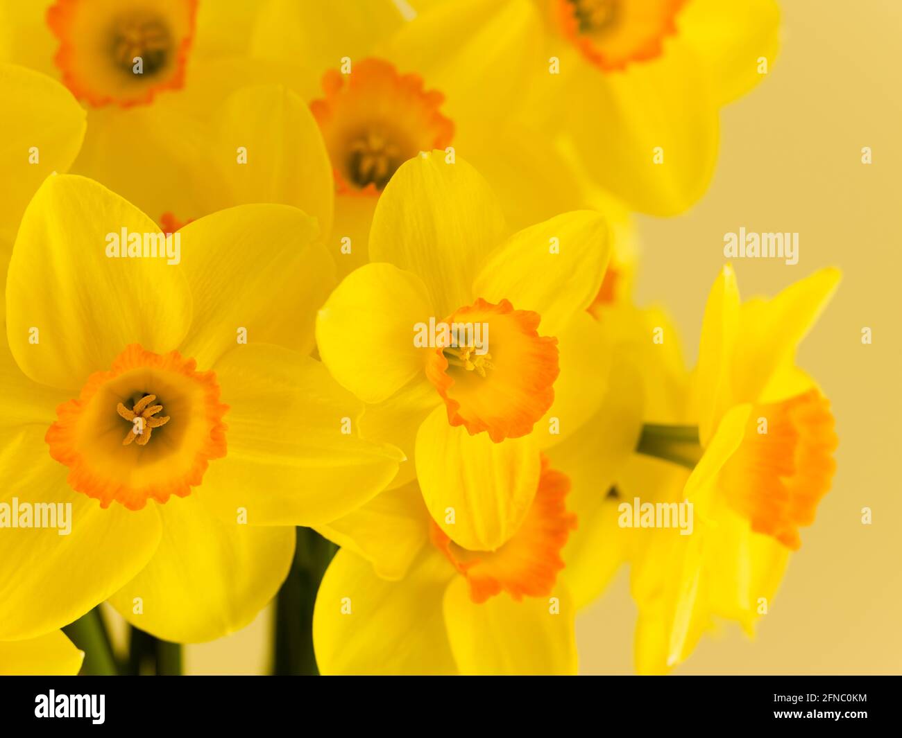 Floral arrangement of daffodils. Various common names including daffodil,narcissus and jonquil are used to describe all or some members of the genus. Stock Photo