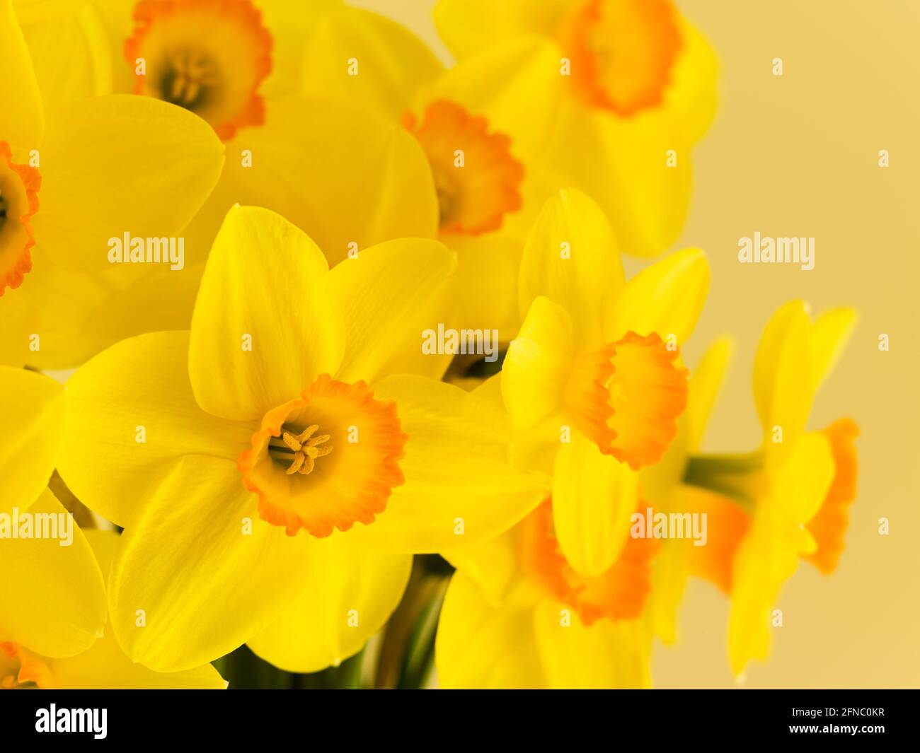 Floral arrangement of daffodils. Various common names including daffodil,narcissus and jonquil are used to describe all or some members of the genus. Stock Photo