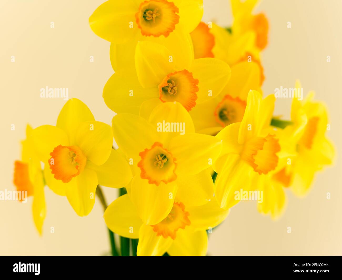 Floral arrangement of daffodils. Various common names including daffodil,narcissus and jonquil are used to describe all or some members of the genus. Stock Photo