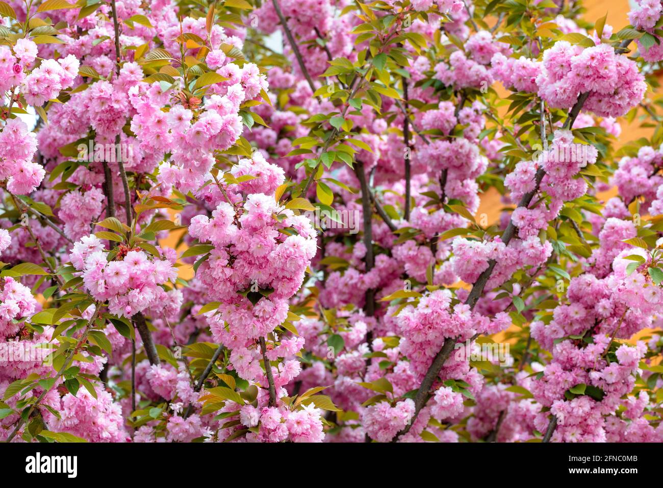 Blooming pink Japanese sakura with large and lush flowers. Selective focus, texture and background. Stock Photo