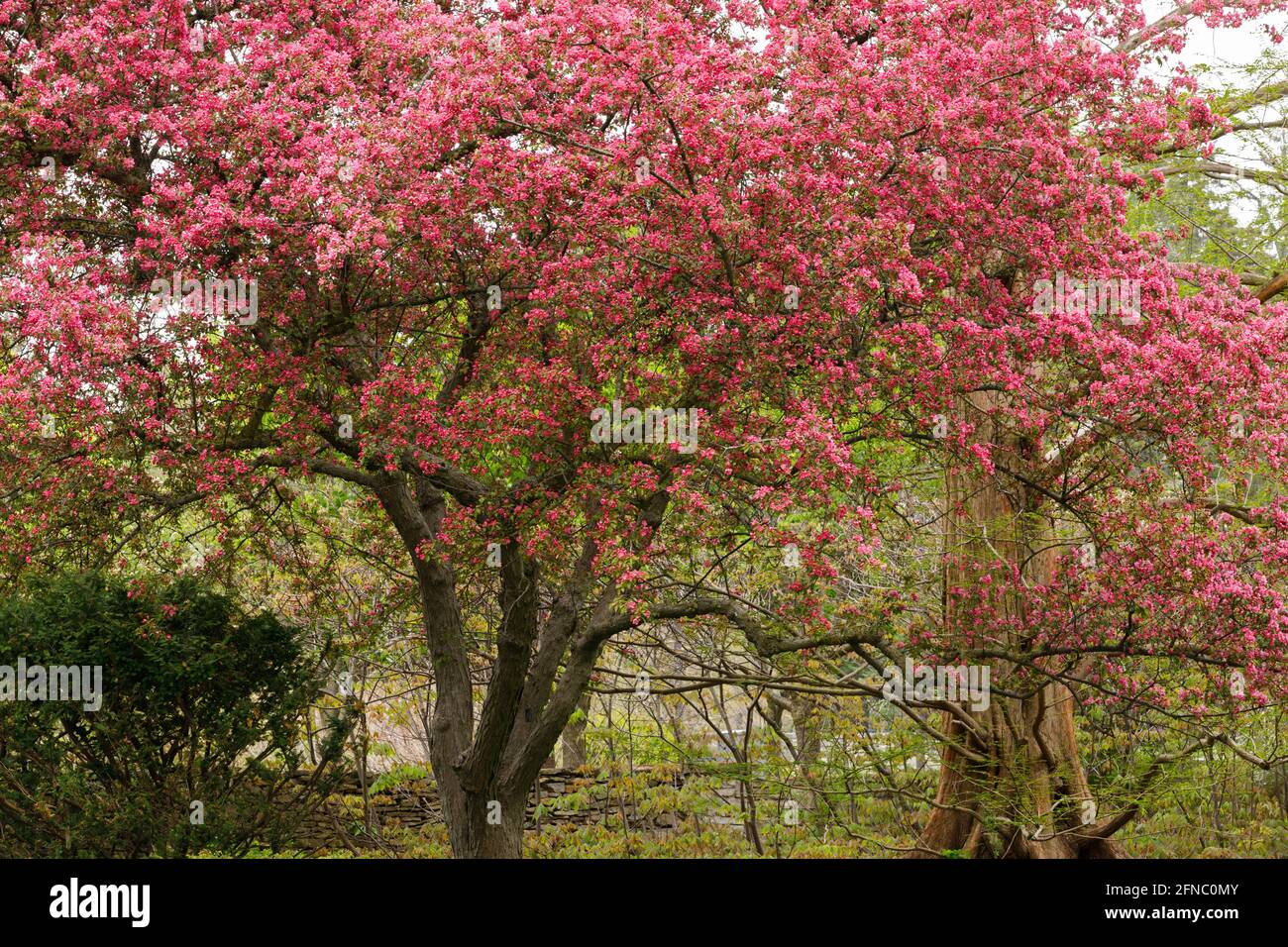 Canada, Ontario, Niagara Falls, School of Horticulture. Flowering crabapple in spring. Crabapples are popular as compact ornamental trees, providing b Stock Photo
