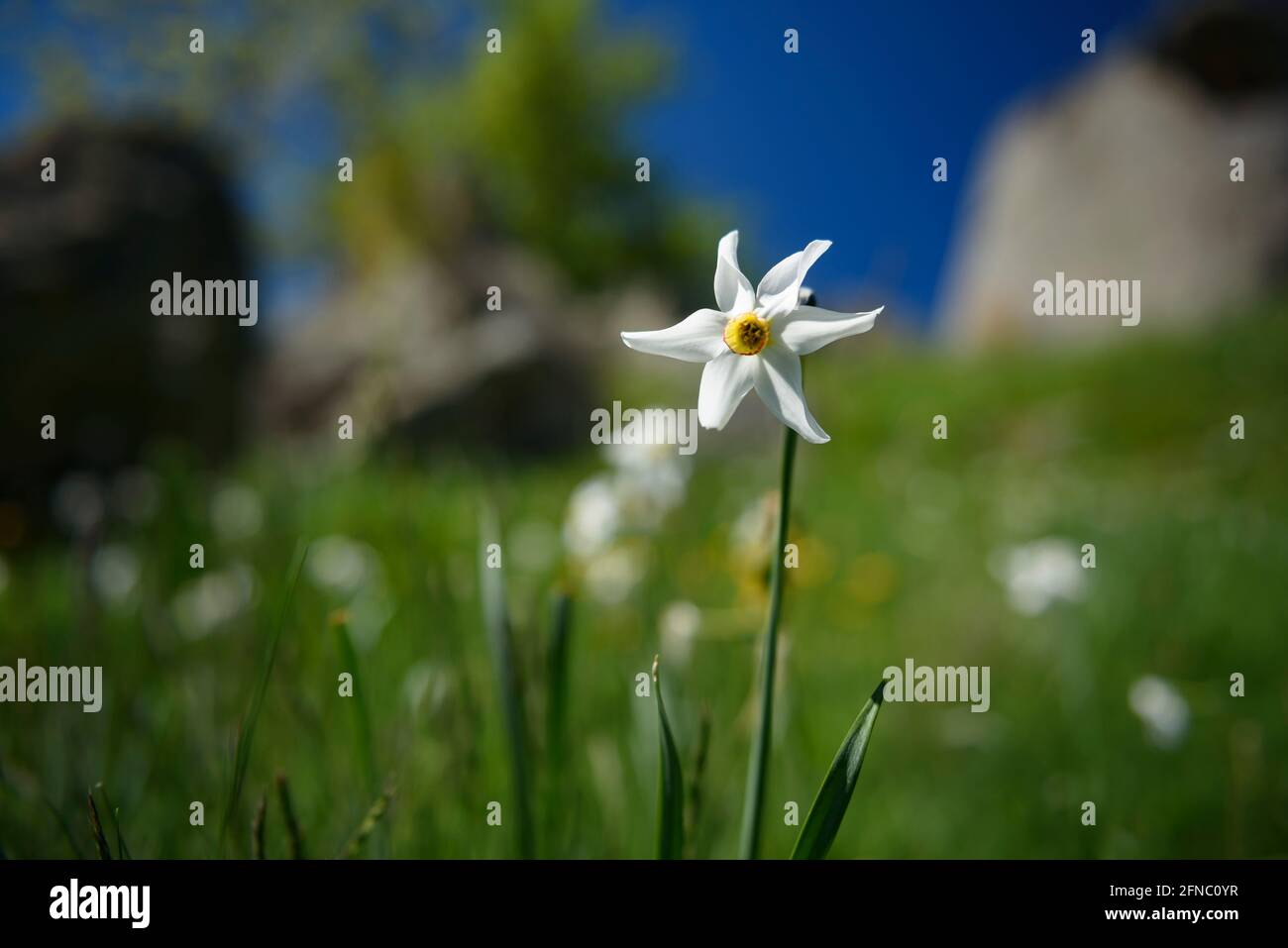 The poets' daffodil (Narcissus poeticus)  in spring (Pyrénées Orientales, Occitanie, France)  ESP: El narciso de los poetas en primavera (Pirineos) Stock Photo