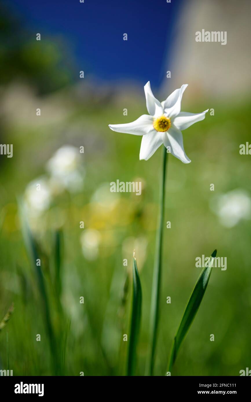 The poets' daffodil (Narcissus poeticus)  in spring (Pyrénées Orientales, Occitanie, France)  ESP: El narciso de los poetas en primavera (Pirineos) Stock Photo