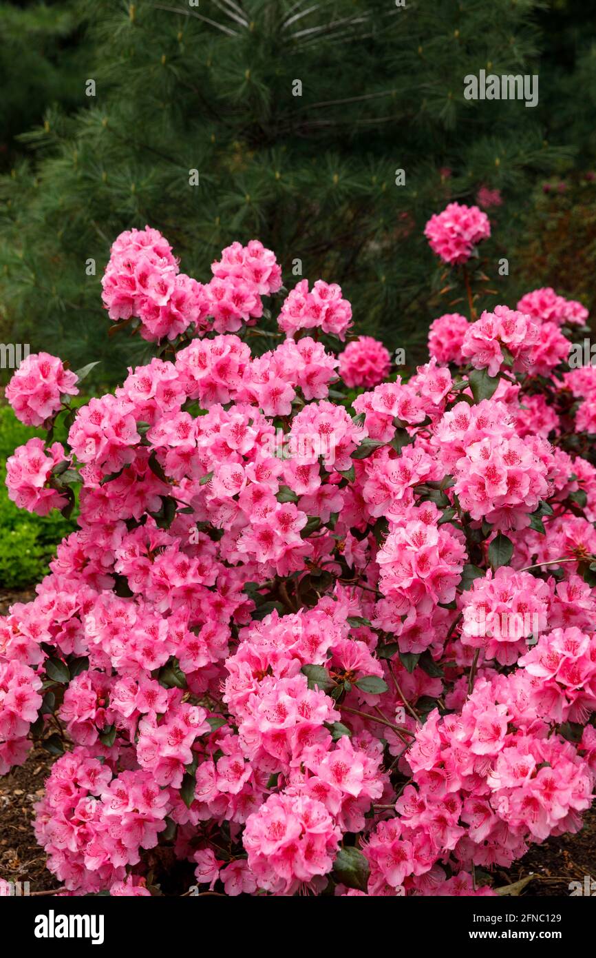 Canada, Ontario, Niagara Falls, School of Horticulture, Rhododendron in bloom, 'Bubblegum'. Is a very large genus of 1,024 species of woody plants in Stock Photo