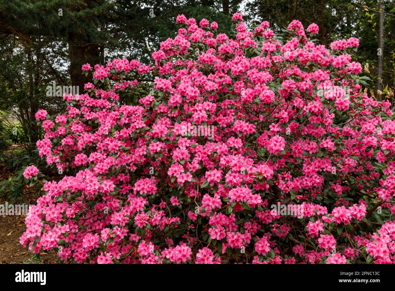 Canada, Ontario, Niagara Falls, School of Horticulture, Rhododendron in bloom 'Aglo', variety. Is a very large genus of 1,024 species of woody plants Stock Photo