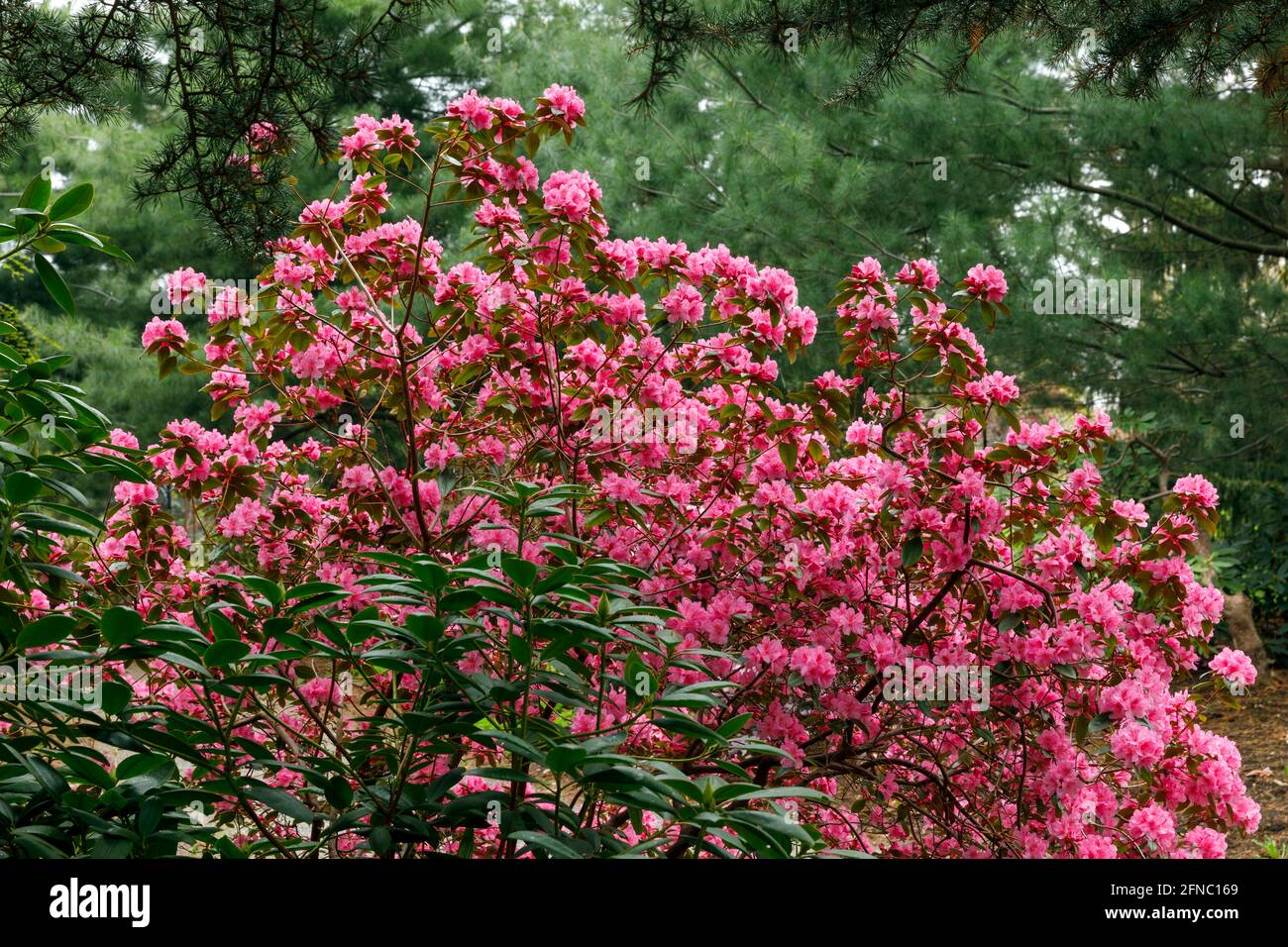 Canada, Ontario, Niagara Falls, School of Horticulture, Rhododendron in bloom 'Aglo', variety. Is a very large genus of 1,024 species of woody plants Stock Photo