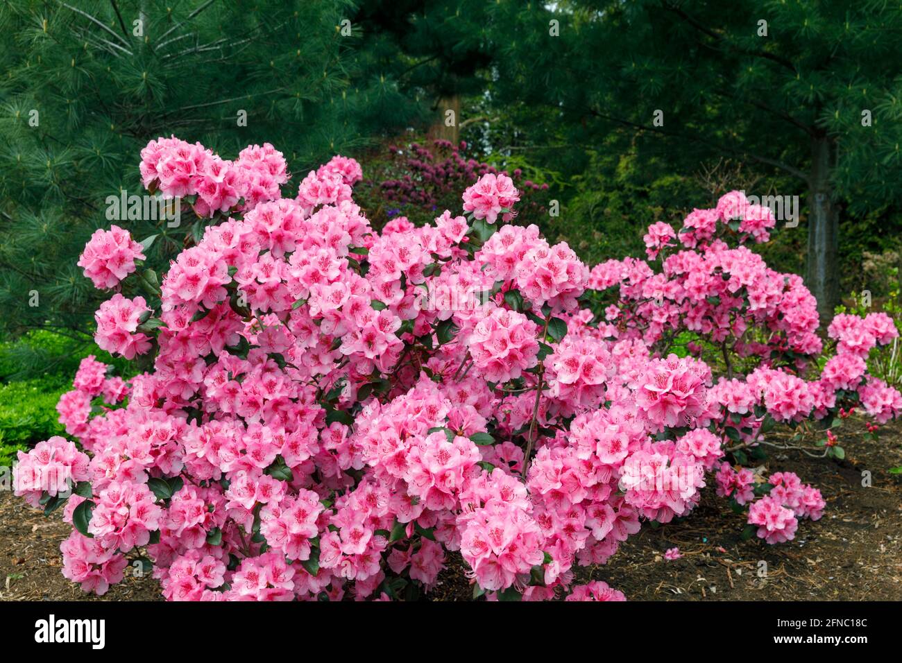 Canada, Ontario, Niagara Falls, School of Horticulture, Rhododendron in bloom, 'Bubblegum'. Is a very large genus of 1,024 species of woody plants in Stock Photo