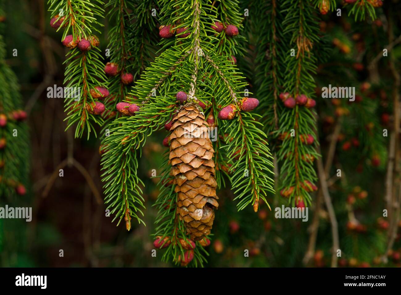 Cone needles tree trees nature hires stock photography and images Alamy