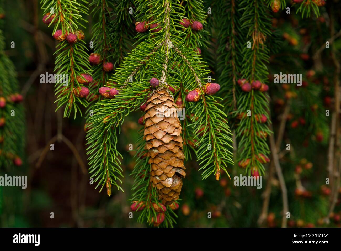 Mature spruce cone and immature spruce cones. A cone (in formal botanical usage: strobilus, plural strobili) is an organ on plants in the division Pin Stock Photo