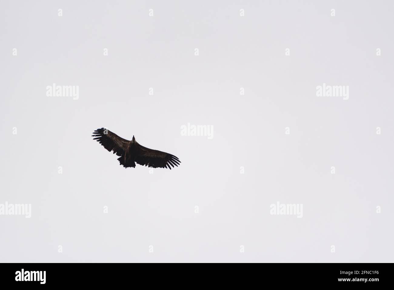 Vulture flying in the Pyrenees (Garrotxa, Pyrenees, Catalonia, Spain) ESP: Buitre leonado volando sobre el Puigsacalm (Garrotxa, Cataluña, España) Stock Photo