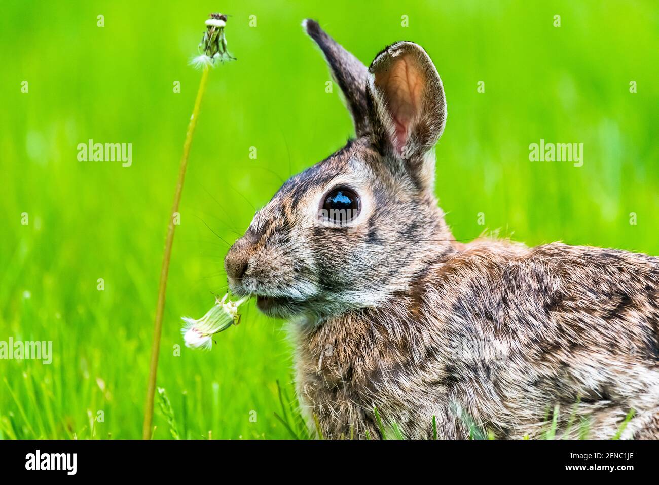Rabbit eating dandelion hires stock photography and images Alamy