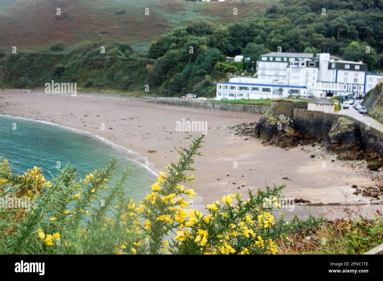 Yellow flowers on the beach in Jersey Channel islands UK Stock Photo