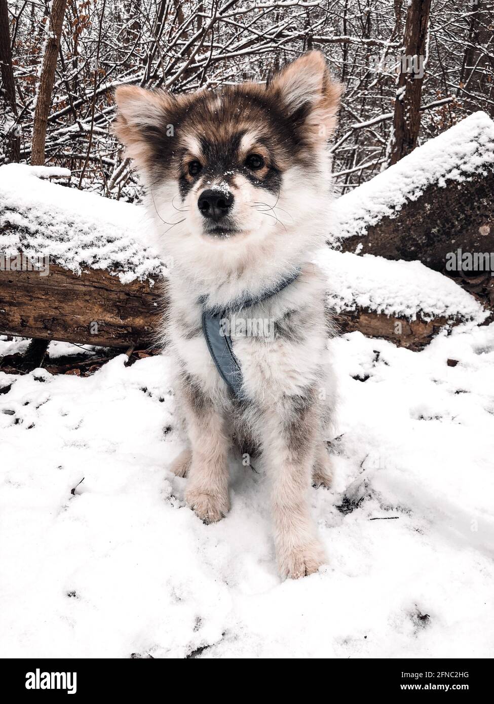 Portrait of a young puppy Finnish Lapphund dog in winter season Stock ...
