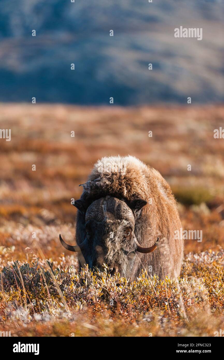 Musk ox standing on mountain Stock Photo