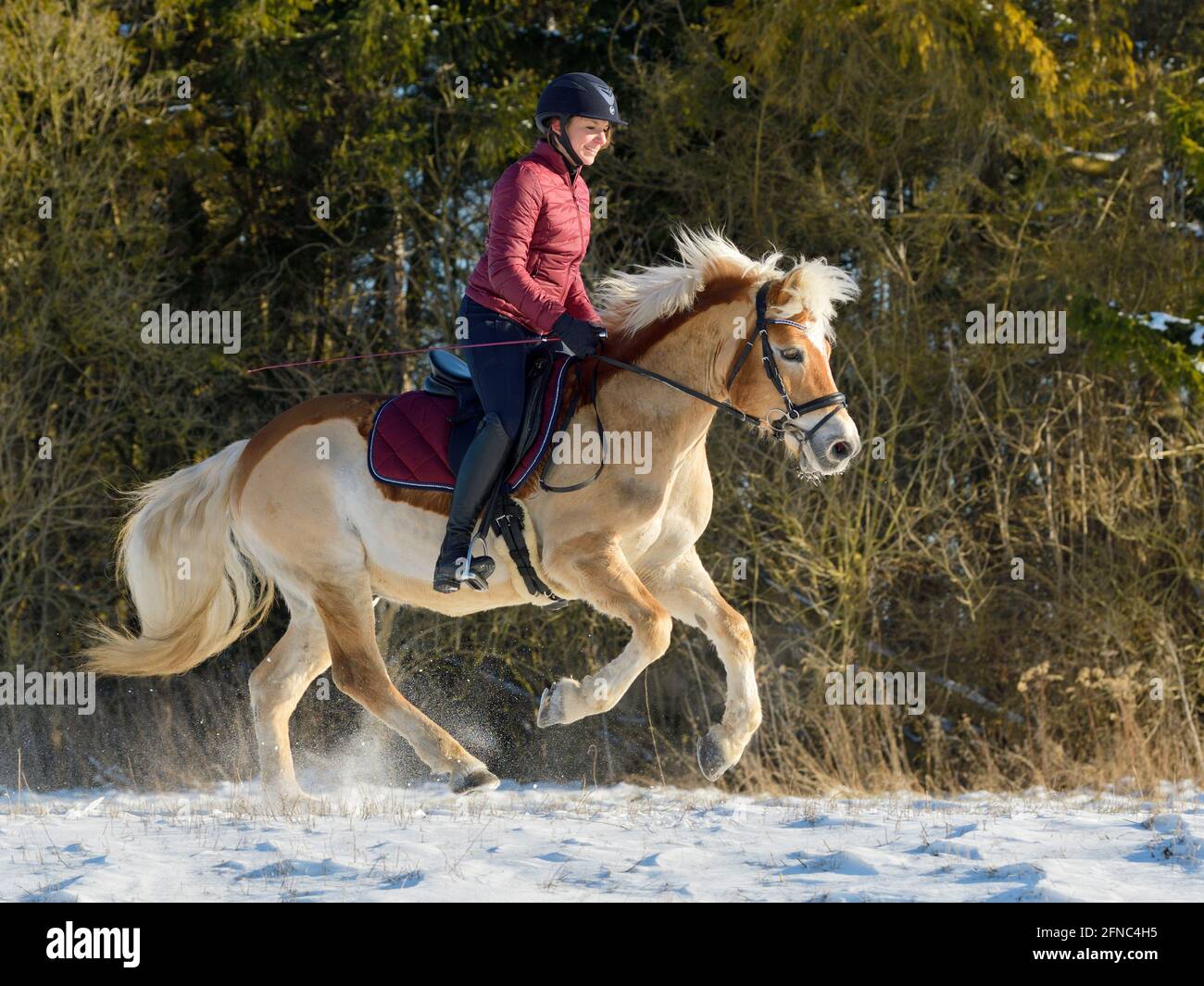 Hacking out in winter on back of a clipped Haflinger horse Stock Photo