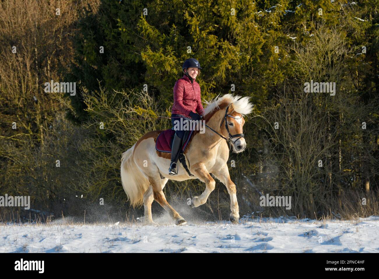 Hacking out in winter on back of a clipped Haflinger horse Stock Photo