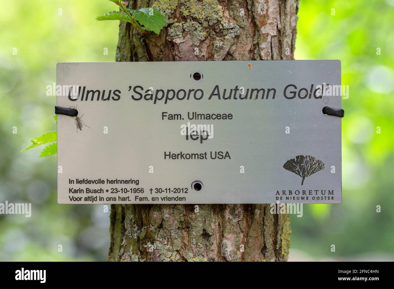 Sign Ulmus Sapporo Autumn Gold Tree At De Nieuwe Ooster At Amsterdam The Netherlands 15-4-2021 Stock Photo