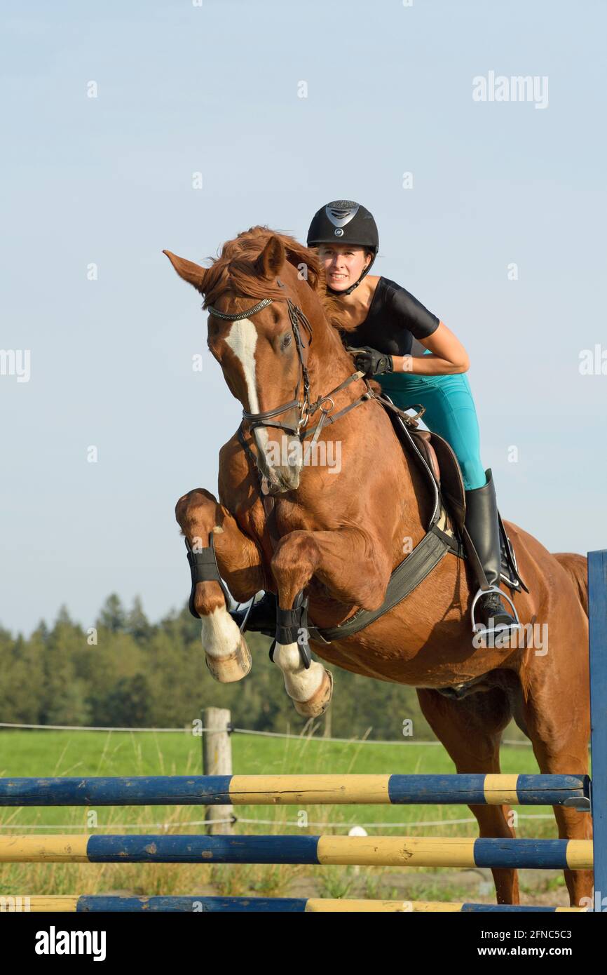 Rider on back of a Bavarian horse jumping Stock Photo