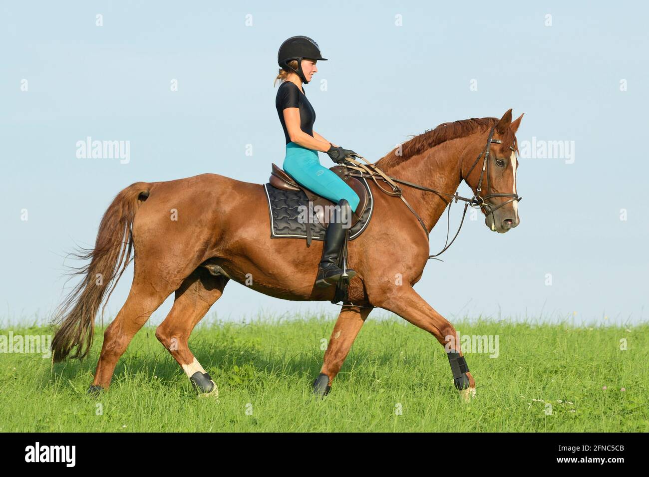 Rider on back of a Bavarian horse riding walk in a meadow Stock Photo
