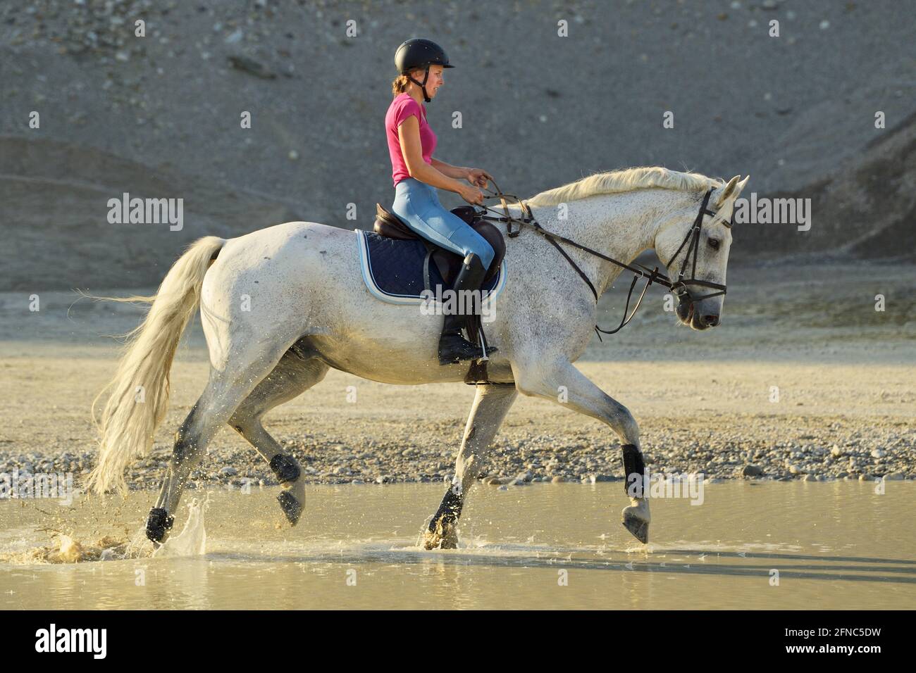 Rider on back of a Bavarian horse in a gravel pit Stock Photo
