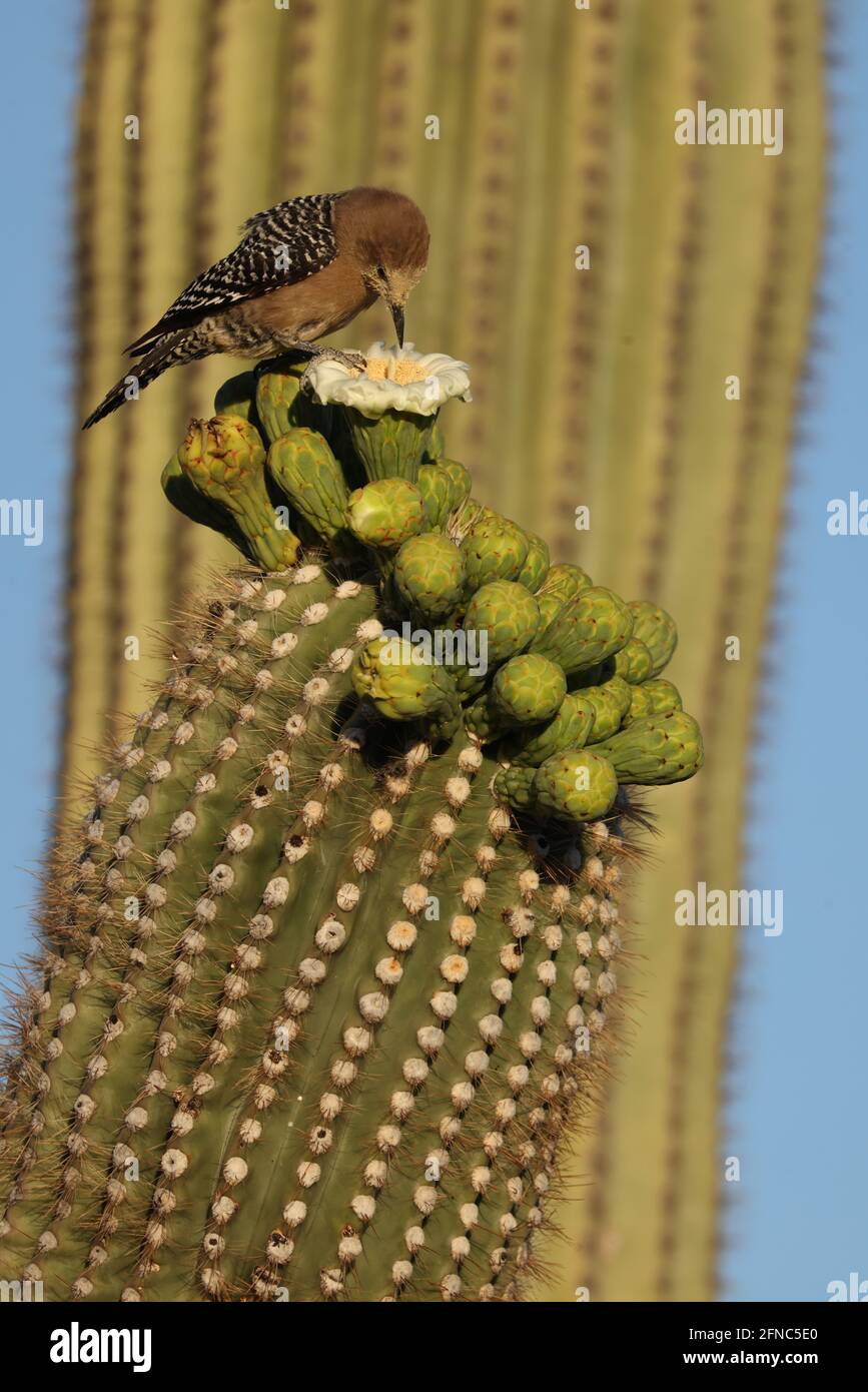 Gila woodpecker (Melanerpes uropygialis), feeding on nectar from saguaro blossom, Sonoran desert, Arizona Stock Photo