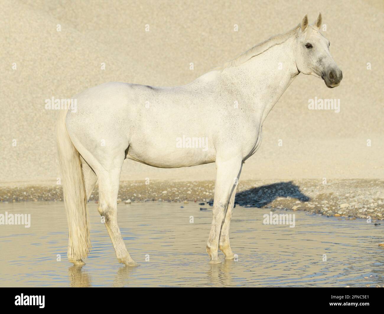 Grey Bavarian horse standing in a gravel pit Stock Photo
