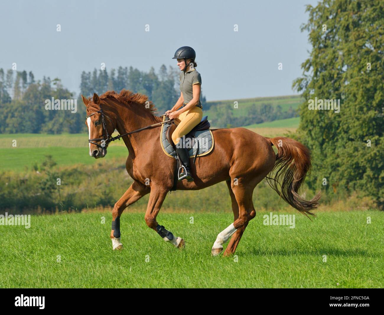 Rider on back of a Bavarian chestnut horse cantering in a meadow Stock Photo