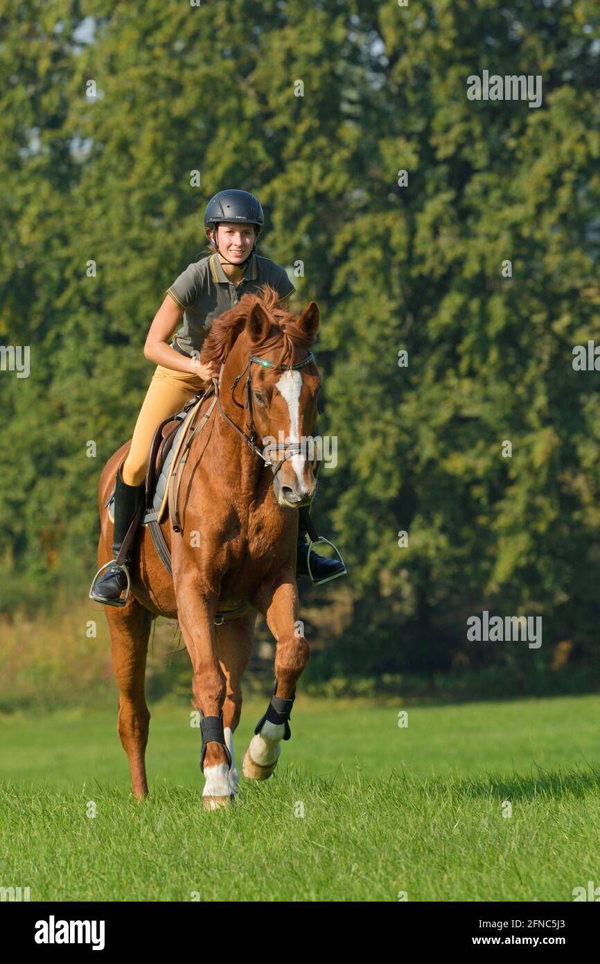Rider on back of a Bavarian chestnut horse cantering in a meadow Stock Photo