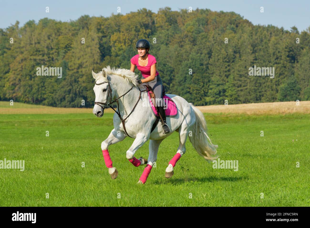 Rider on back of a Bavarian horse cantering in a meadow Stock Photo