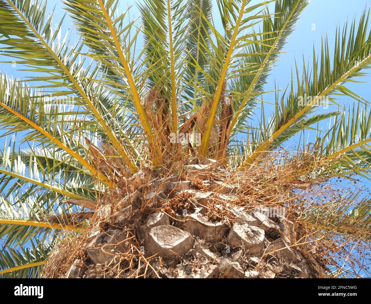 Palm tree with stem and leafs in front of blue sky Stock Photo - Alamy