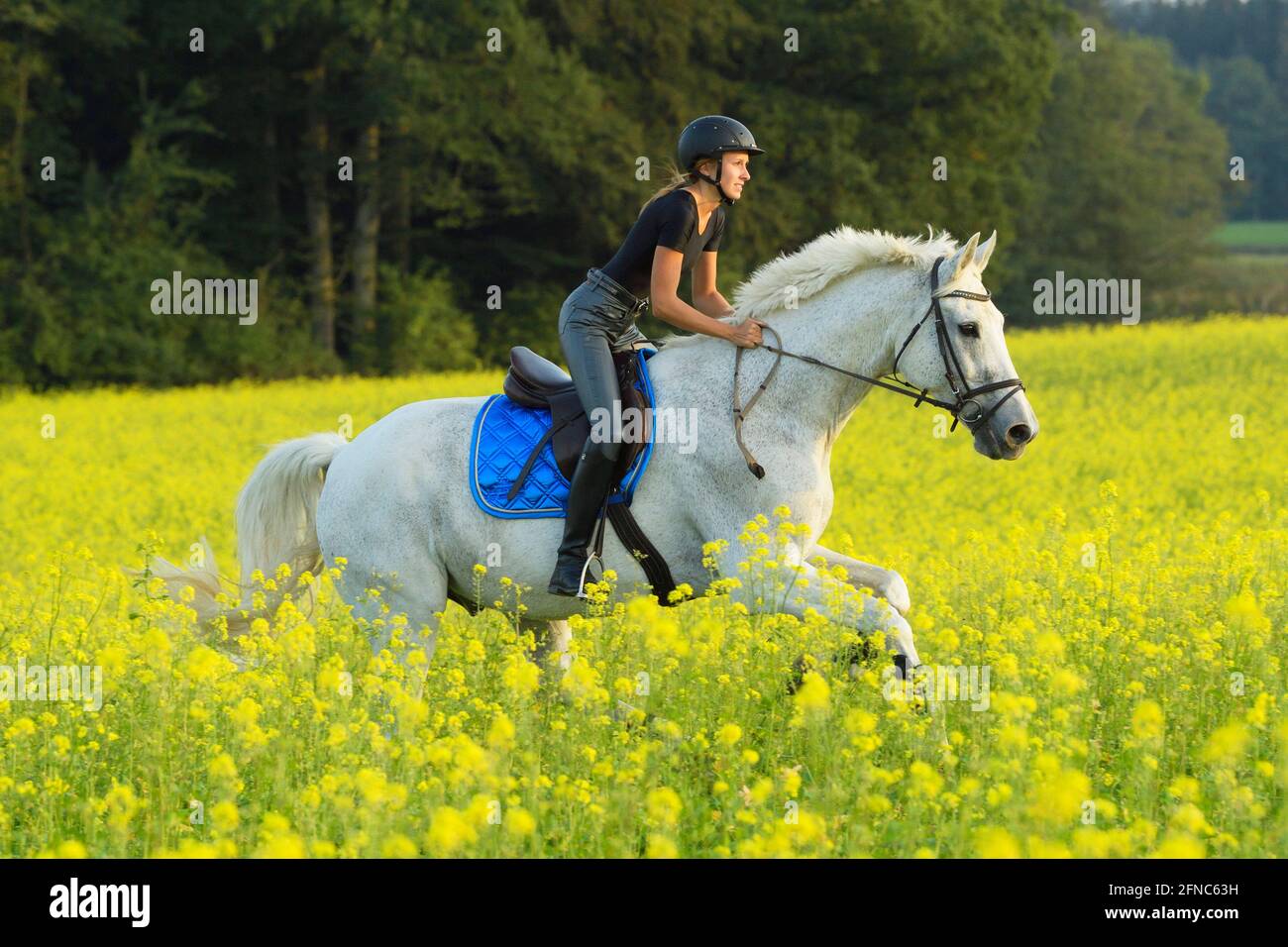 Rider on Bavarian horse cantering in a rape field Stock Photo